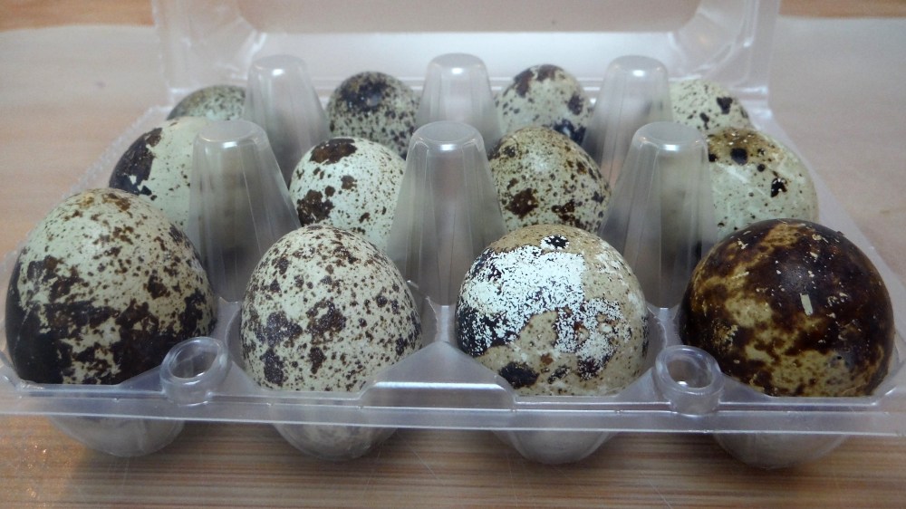 with shells for blog